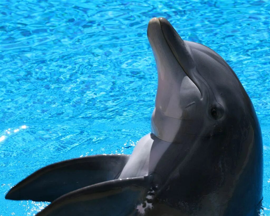 Если море было пивом я б дельфином. Дельфины. Дельфины картинки. Дельфин фото. Фото дельфинов красивые.
