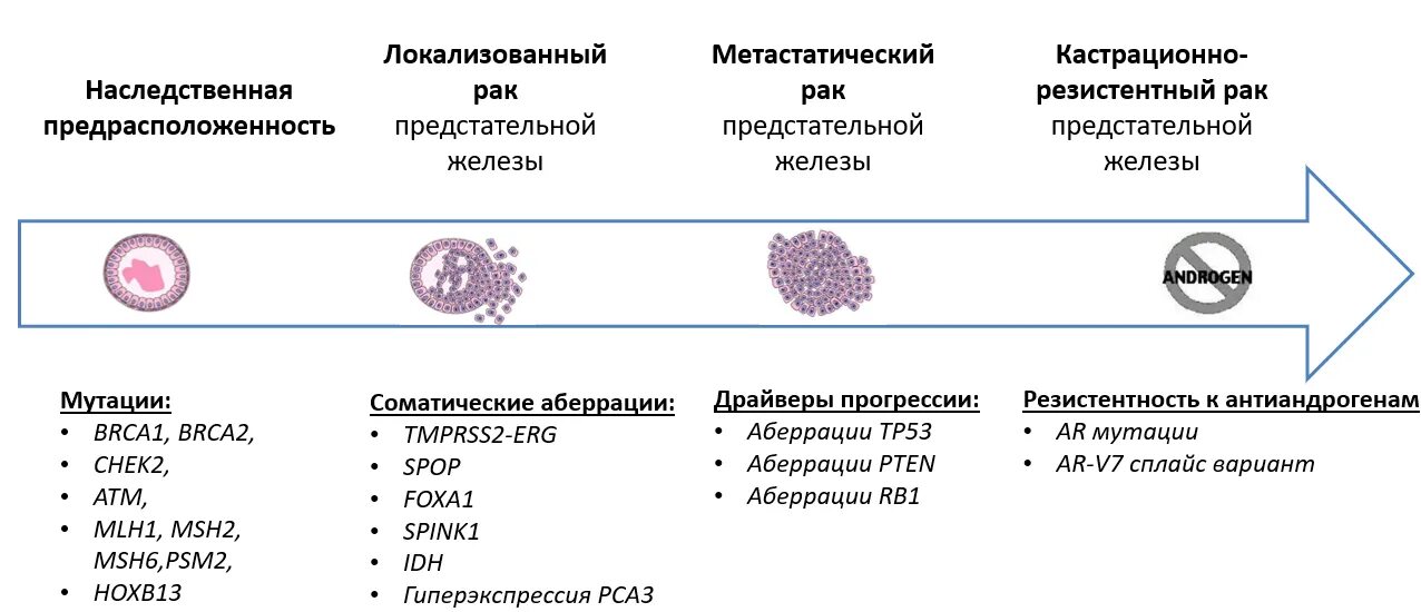 Почему после удаления простаты. Гистологическая классификация опухолей предстательной железы. Диагноз с61 злокачественное новообразование предстательной железы. Карцинома предстательной железы гистология. Доброкачественная гиперплазия предстательной железы классификация.