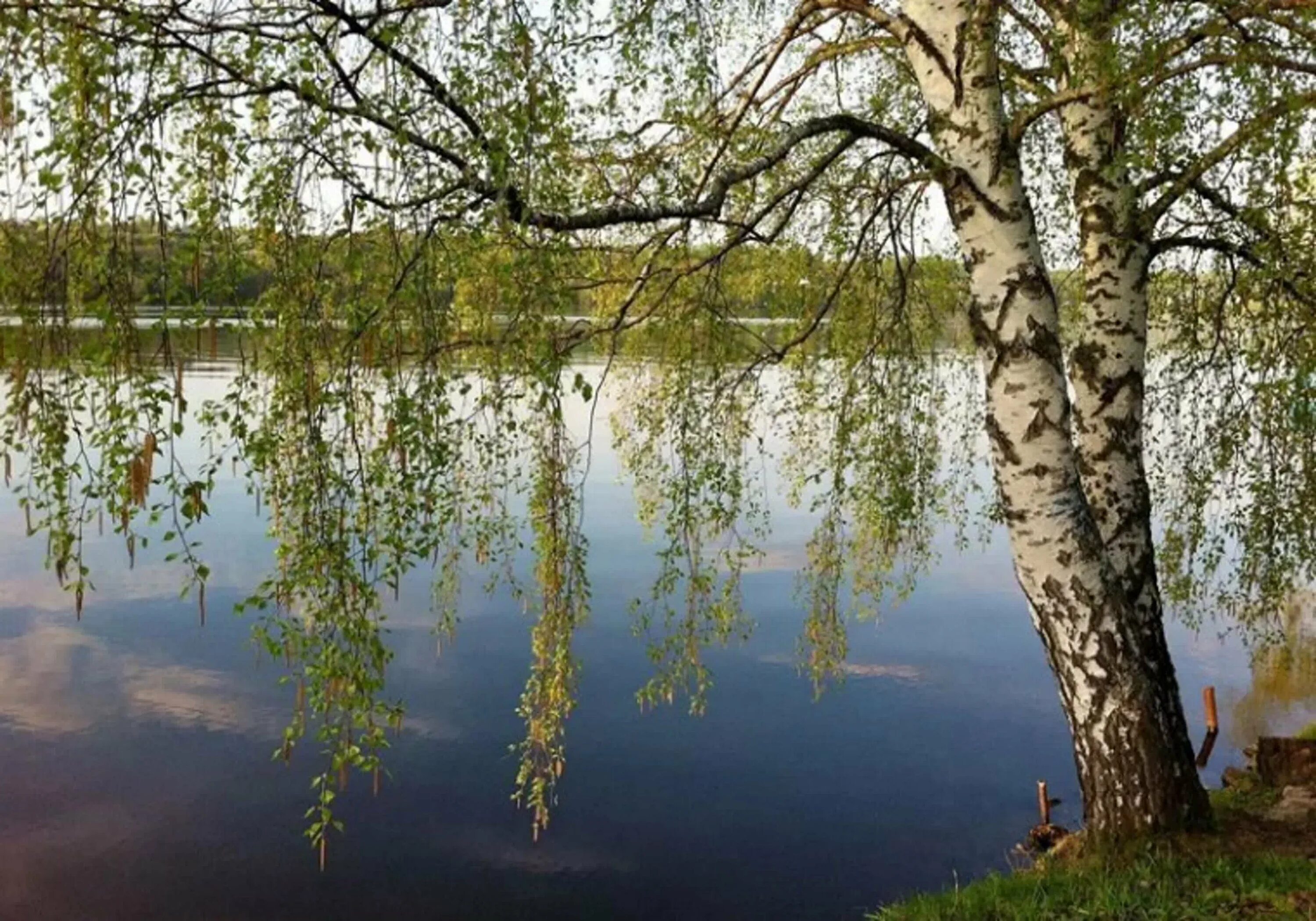 Русская береза весной. Береза повислая над рекой. Черемуха, Ива, ольха.. Плакучая береза над рекой. Волга река Березка.