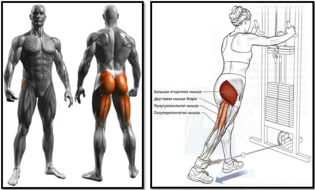 Как убрать ягодицы мужчине. Средняя и малая ягодичные мышцы упражнения. Разгибание бедра в кроссовере. Мышцы ягодиц анатомия и упражнения. Упражнения для накачки ягодичных мышц.
