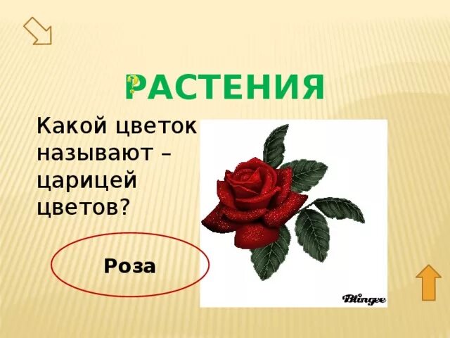 Почему розу назвали розой. Какой цветок называют царицей цветов. Царица цветов какой цветок. Королева цветов какой цветок. За что розу называют царицей цветов.