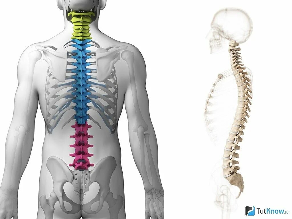 19.1 Types of Skeletal Systems - Concepts of Biology 1st Canadian Edition- Gunne