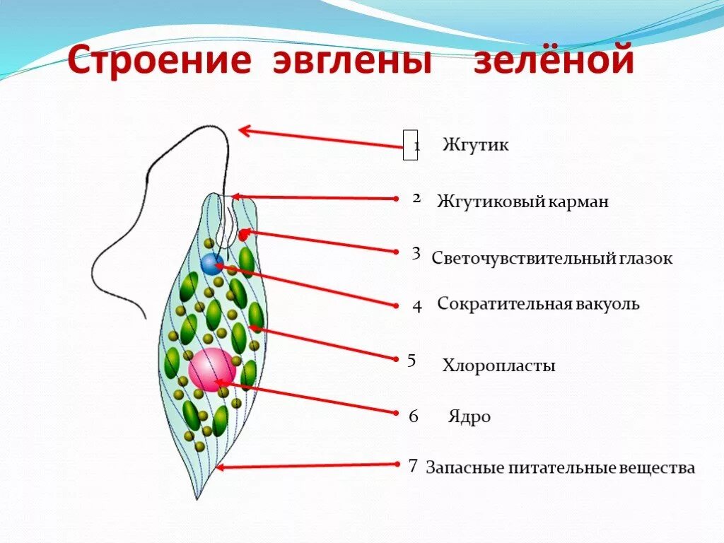 Два жгутика имеет