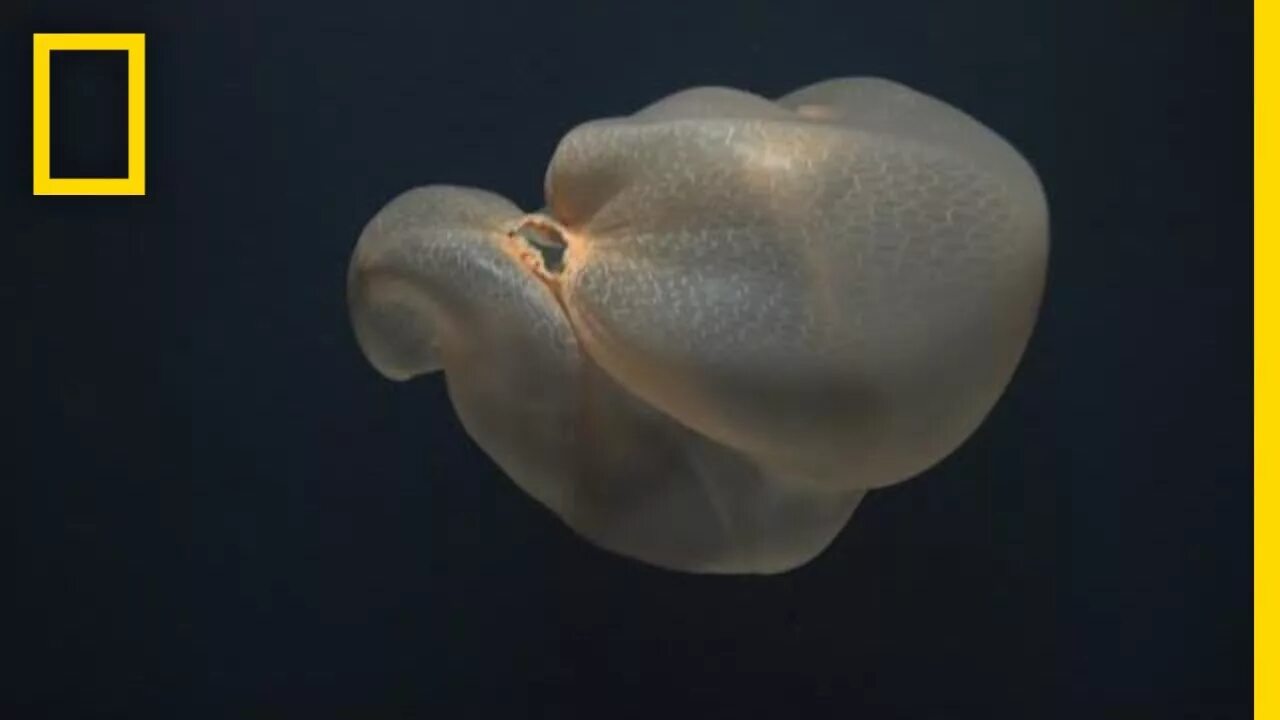 На что похоже медуза. Гигантская медуза stygiomedusa gigantea. deepstaria. медуза похожая на пакет. deepstaria reticulum.