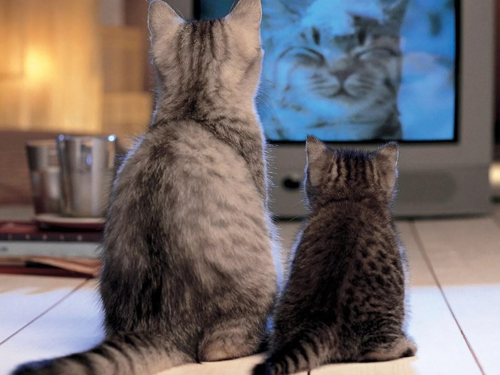 Кот перед телевизором. Кошка и телевизор. Котенок у телевизора. Телевизор с котами.