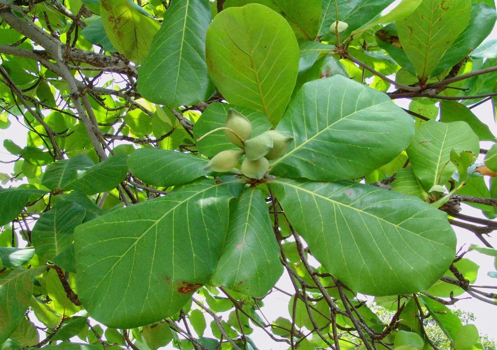 Terminalia Catappa. Терминалия индийский миндаль. Terminalia Catappa дерево. Терминалия Катаппа (Terminalia Catappa),. Дерево с огромными листьями