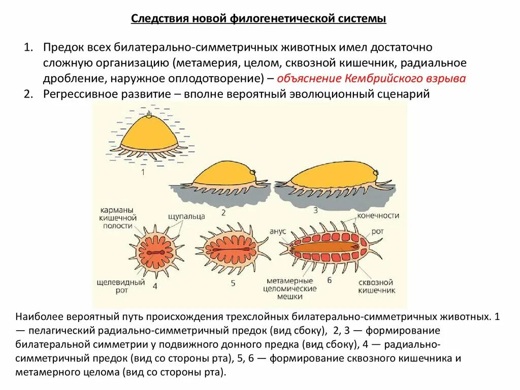 Симметрии хордовых животных. Первые билатерально симметричные животные. появление билатеральной симметрии. концепция первичной метамерии.. происхождение трехслойности и билатеральной симметрии.