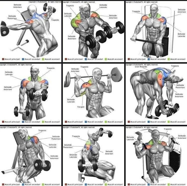 Программа мышцы. Схема тренировок мышц в тренажерном зале для мужчин. Тренировка плеч в тренажерном зале для мужчин план тренировок. Базовые упражнения на спину в тренажерном зале. План тренировок на спину в тренажерном зале.