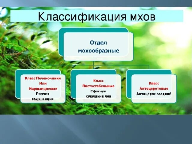 Приведите 3 примера мхов. Отдел Моховидные классификация. Классификация моховидных растений. Систематика моховидных растений. Отдел мохообразные классификация.