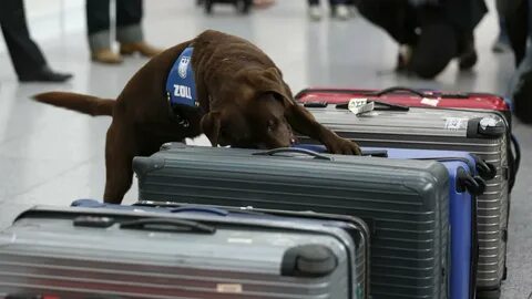 Dogs search