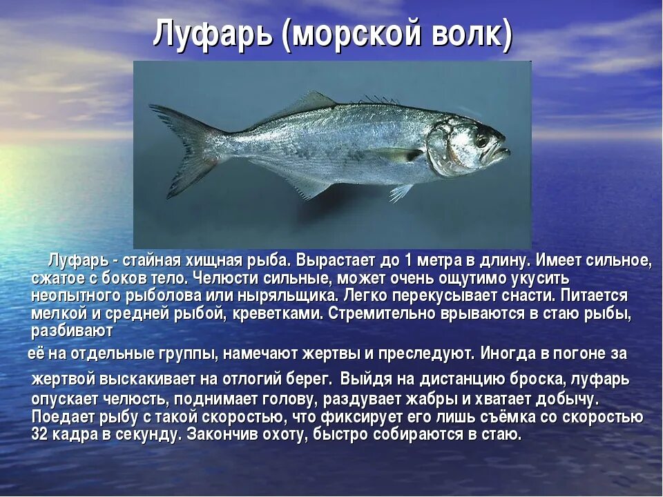 Рыба обитающая в черном море. Рыбы черного моря. рыбы обитающие в крыму. рыбы черноморского побережья. черноморская рыба.