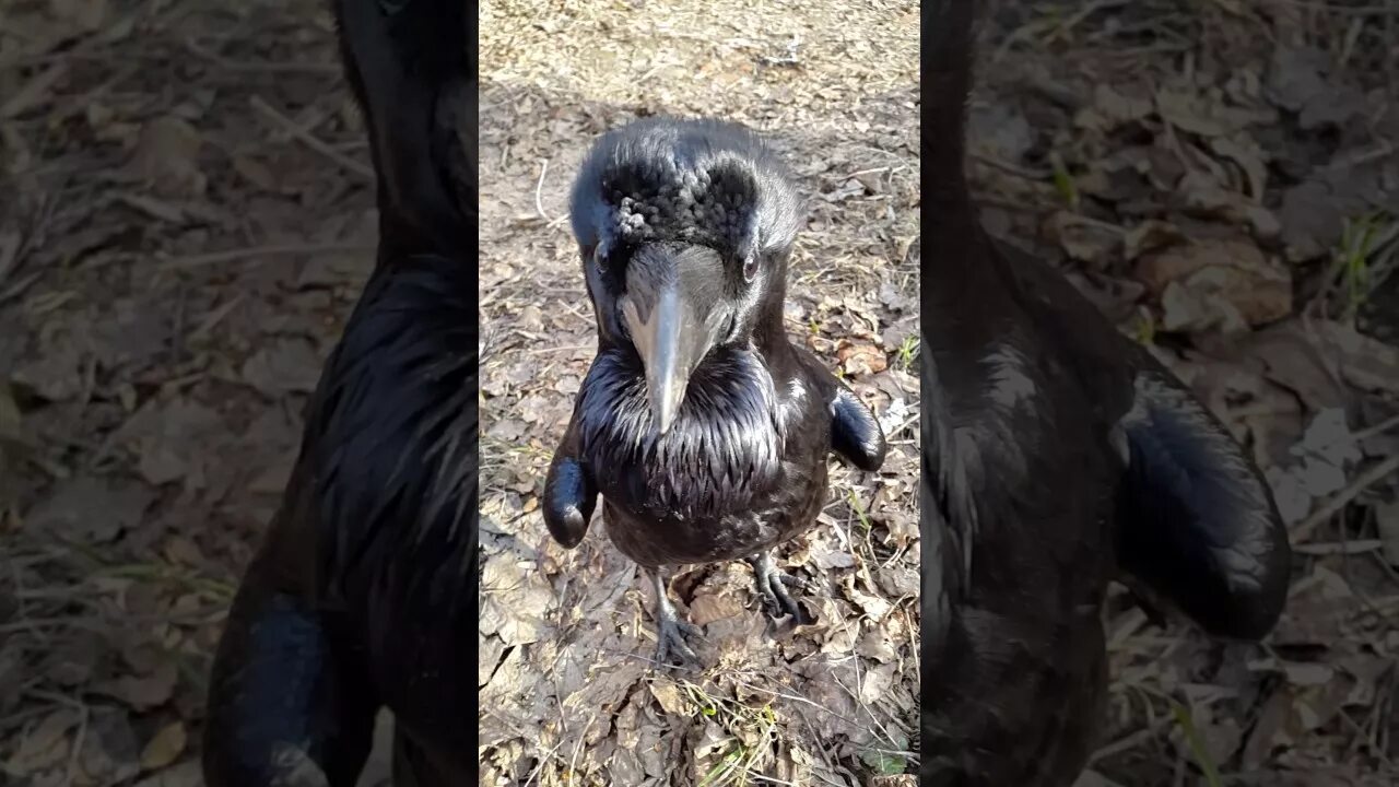 Зачем вороны убивают ворон. Ворона и голубь. Зачем вороны убивают ворон. Зачем вороны убивают ворон. Ворона атакует.