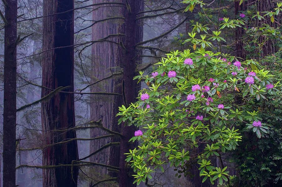 Цветущий кустарник в лесу. Rhododendron macrophyllum. кустарники в лесу цветут. цветущие кусты шри ланки. кустарники в лесу сша.