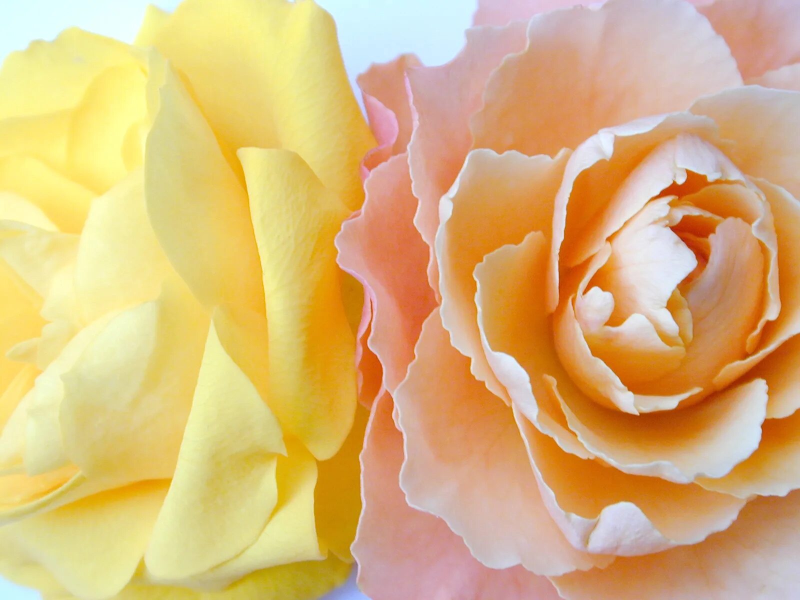 Цветы розовый желтый. Нежные желтые цветы. Желто розовые розы.