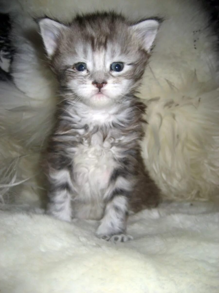 Kittens Discovered Stowed Away in Steel Column After Nearly 500-Mile Trip Down C