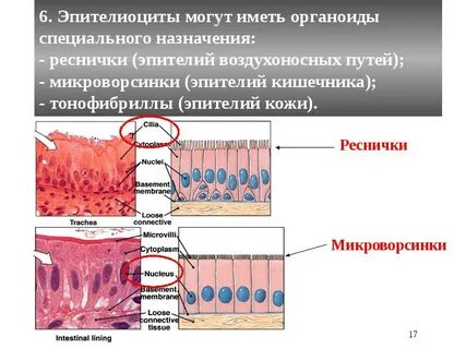 Строение ресничек и микроворсинок