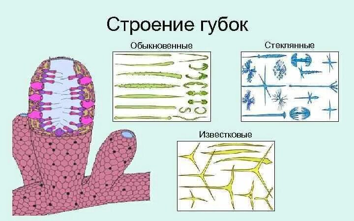 Типы строения губок. Строение губок биология 7 класс. внешнее строение известковых губок. схема строения губки. обыкновенные губки строение.