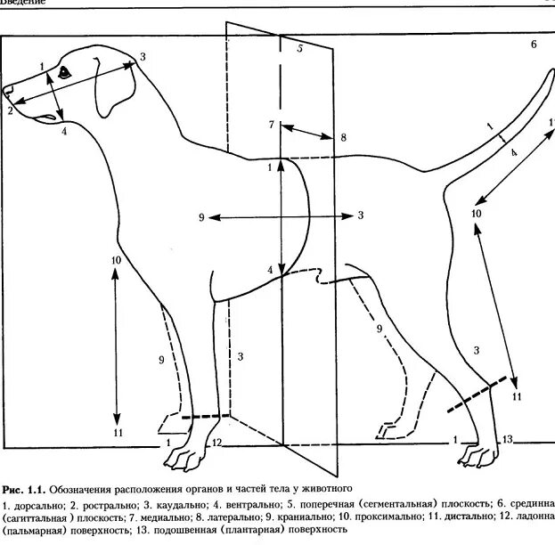 Плоскости тела животных. Плоскости и направления в анатомии. Плоскости и направления в теле животных.. Плоскости тела животного анатомия. Каудальное направление