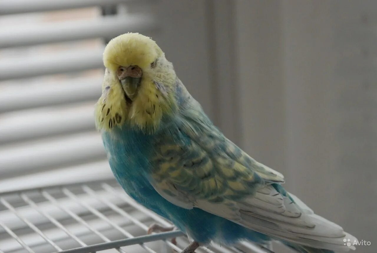 Попугая чехов. Волнистый попугай чех. Волнистый попугай чех. Попугая чехов. Серый чех попугай.