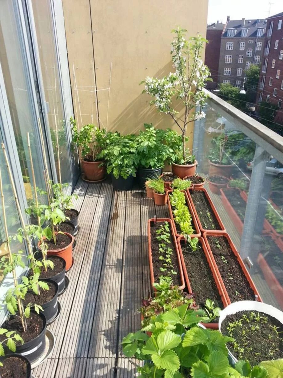 Мини огородик на балконе. Балконные растения. Грядки на балконе. Миниогородтна балконе.