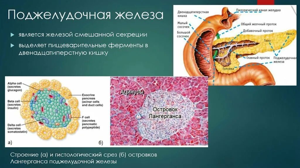 Железы и ферменты двенадцатиперстной кишки. Строение стенки поджелудочной железы. Строение клетки поджелудочной железы. Строение ткани поджелудочной железы. Строение поджелудочной железы гистология.