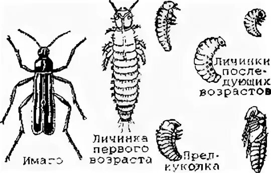Личинка первого возраста