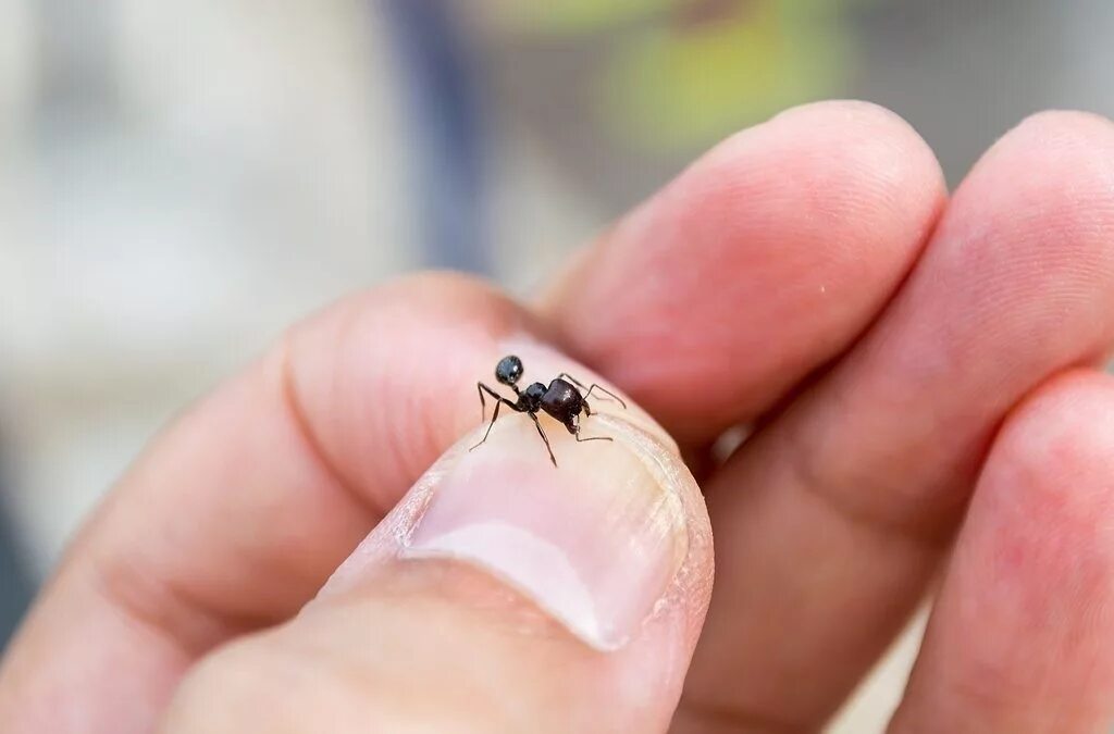 Smallest insect