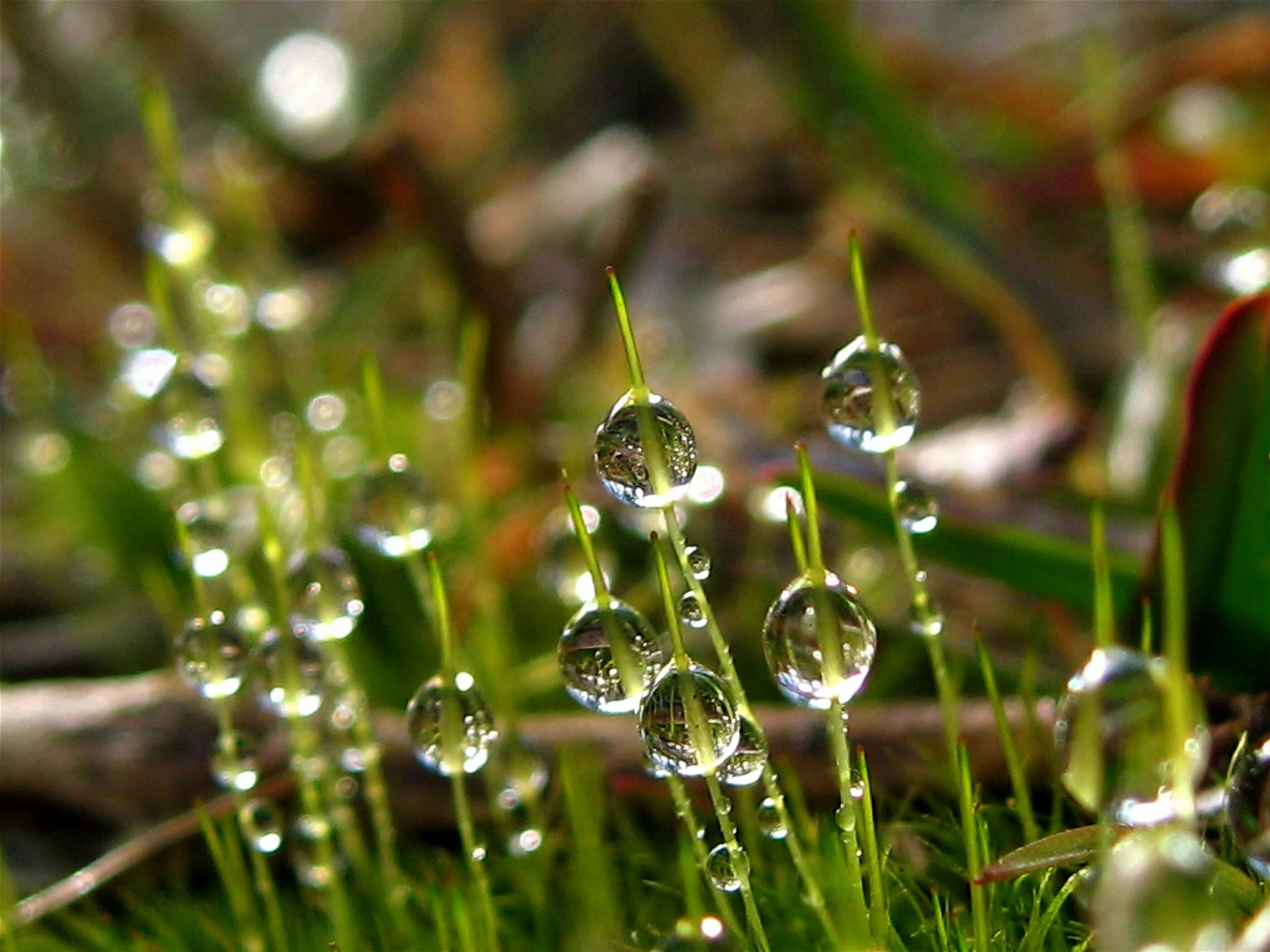 травинка витаминка картинка. каждой травинке хвоинке хотелось быстрее поймать первую. каждой травинке хвоинке хотелось быстрее поймать первую. каждой травинке хвоинке хотелось быстрее поймать первую каплю дождя. мир в капле воды.