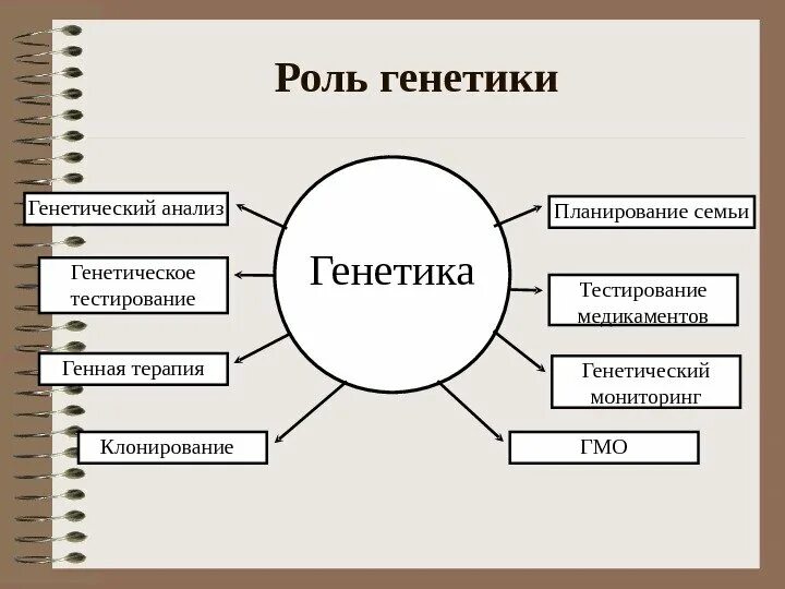 Генетика функции. Роль генетики. функции генетики. роль генетики в современном мире. роль генетических знаний в планировании семьи.