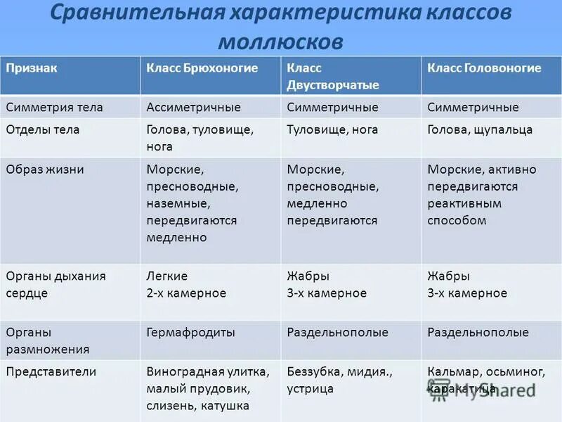 Общая характеристика классы моллюсков