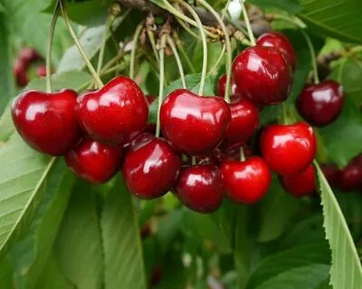 Лучшие сорта сладкой вишни