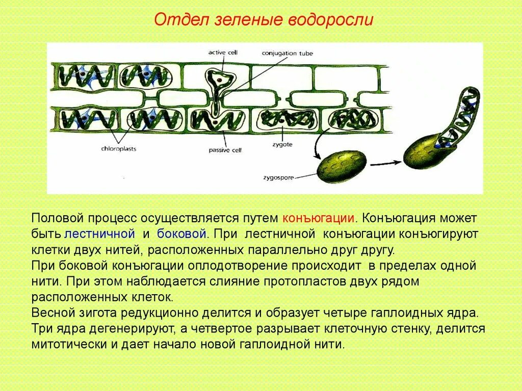 Конъюгация спирогиры. Вегетативное размножение спирогиры. Конъюгация нитчатой водоросли. Процесс конъюгации водоросли спирогиры. Лестничная конъюгация спирогиры.