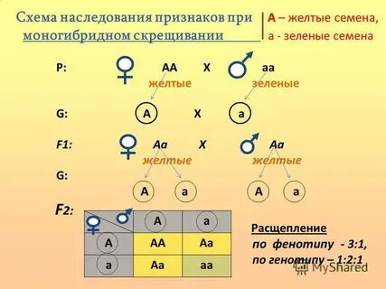 Закономерности наследования генов и признаков