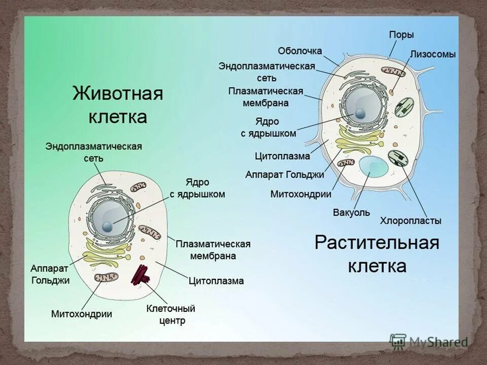 Животное в одну клетку 5. Строение растительной клетки и животной клетки. Чем клетка растений отличается от клетки животных. Схема клетка Живая система. Строение растительной и животной клетки 9 класс биология.