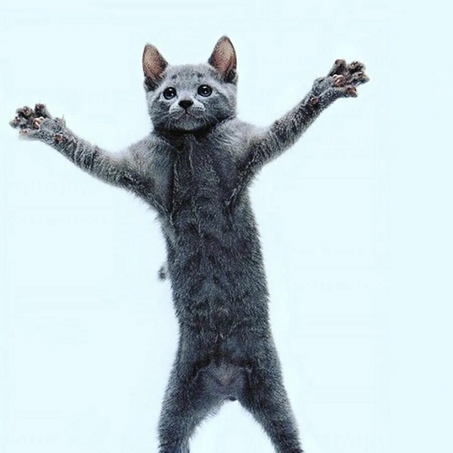 Песня тыц тыц телевизор. Кот танцует. Танцующий котенок. Кот танцует гиф. Танцующий кот gif.