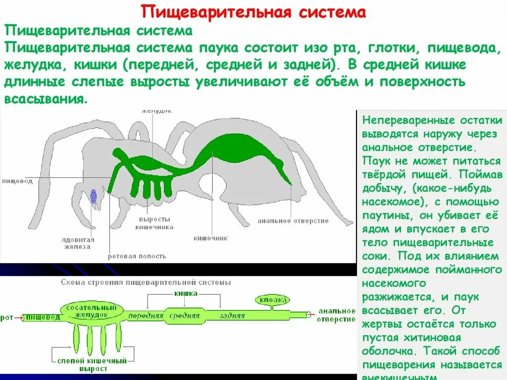 Слепо замкнутую пищеварительную систему имеют. Пищеварительная и выделительная система паука. Пищеварительная система паукообразных схема. Органы пищеварительной системы паука. Отделы пищеварительной системы у паука крестовика.