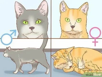 Runet жеке бейне чаты