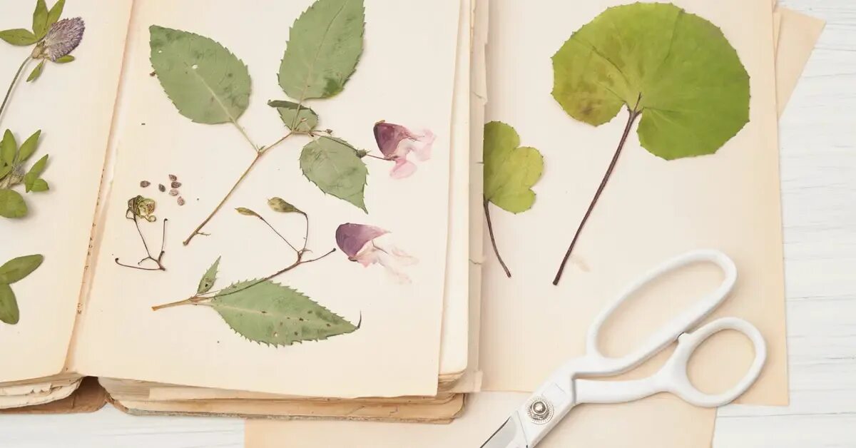миф гербарий книга. гербарий 4 буквы. гербарий 4 буквы. цветы для гербария с названиями. гербарий образец.