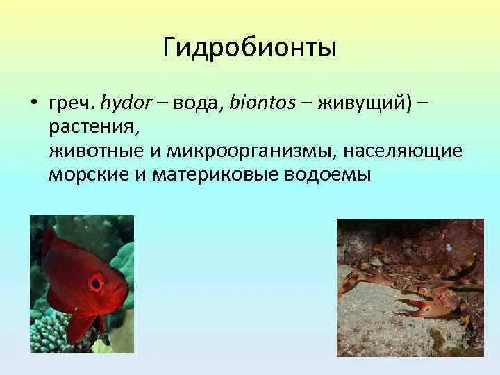 Гидробионты особенности. Животные гидробионты. гидробионты среда обитания. гидробионты это в экологии. гидробионты примеры.