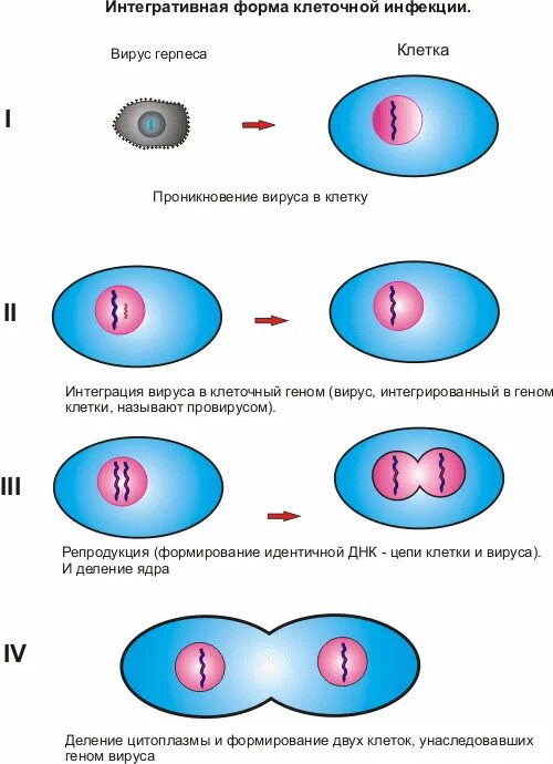 Продуктивный Тип взаимодействия вируса с клеткой с клеткой. Схема взаимодействия вируса с клеткой. Тип взаимодействия вируса с клеткой схема. Интегративная вирусная инфекция микробиология.