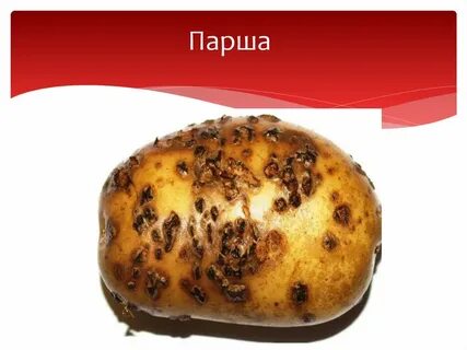 Гриб болезнь
