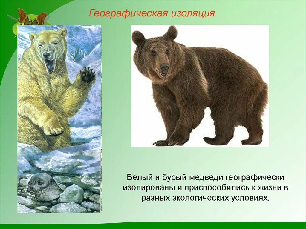 Географическая изоляция популяций. Географический критерий бурого медведя. Географическая изоляция примеры. Пространственная изоляция примеры. Географическая изоляция популяций примеры