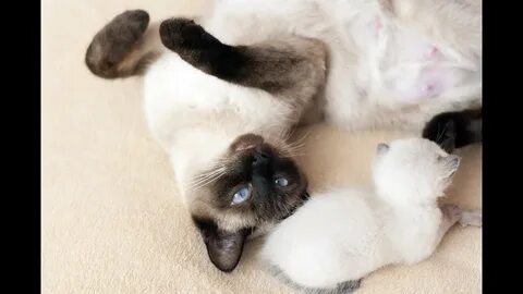 День сиамской кошки