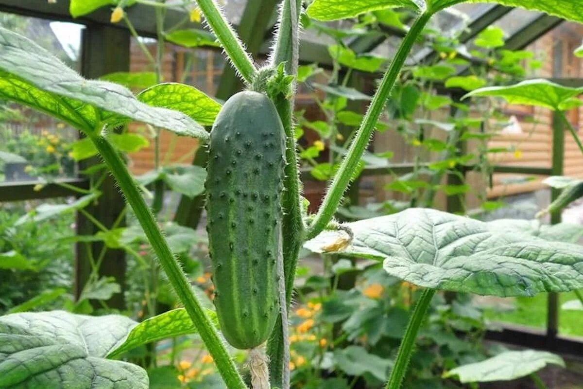 Капуста мензания. Огурцы сорт вьюга. Огурец вьюга f1 биотехника. Капуста белокочанная вьюга. Капуста б/к вьюга.