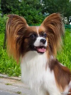 Papillon отзывы