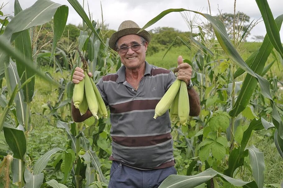 Фермер кукуруза. Люди продающие кукурузу. Кукурудза виктор васильевич. Фермеру кукуруза. Фермеру кукуруза.
