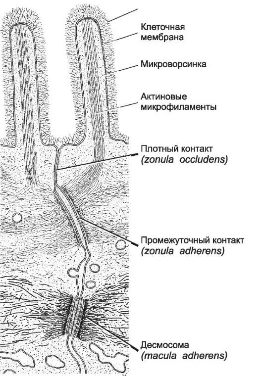 Строение микроворсинки гистология. Строение десмосомы гистология. Промежуточное соединение гистология. Схема строения микроворсинок. Микроворсинки это