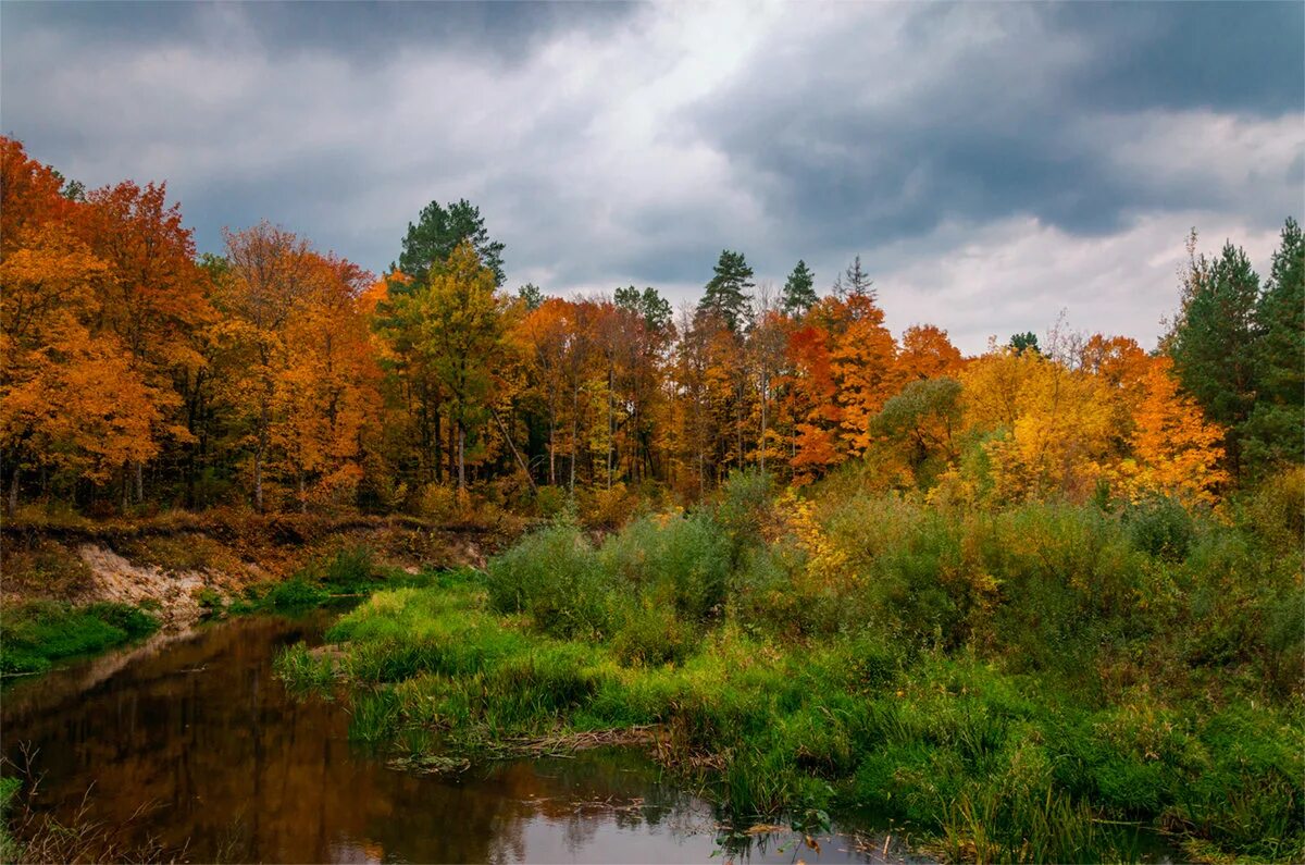Брянском лесу. Брянском лесу. Река нерусса брянская. Брянская область брянские леса. Брянская область сосновый лес.