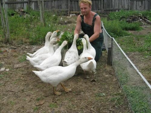 Дети пасут гусей. Гусь рисунок. Пас гусей. Жюльен дюпре (julien dupré) (1851-1910). Пастушок пасет гусей.