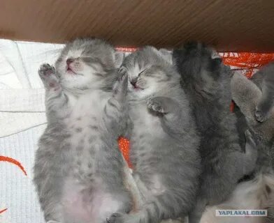 Через 2 дня котенок